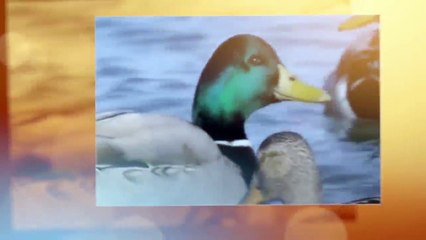 Ördəklər suyun üzərində necə qalırlar?