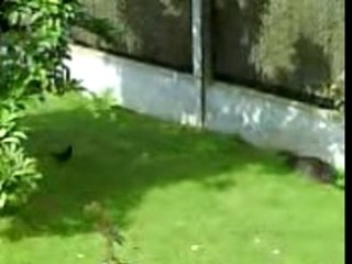 1 chat VS 2 oiseaux (qui va gagner?)