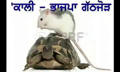 Bhagwant Mann - Akali BJP Tava