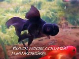 Black Moor Goldfish-M.Jankowska