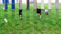 Percy the Papillon Dog: Having Fun with Playful Goats
