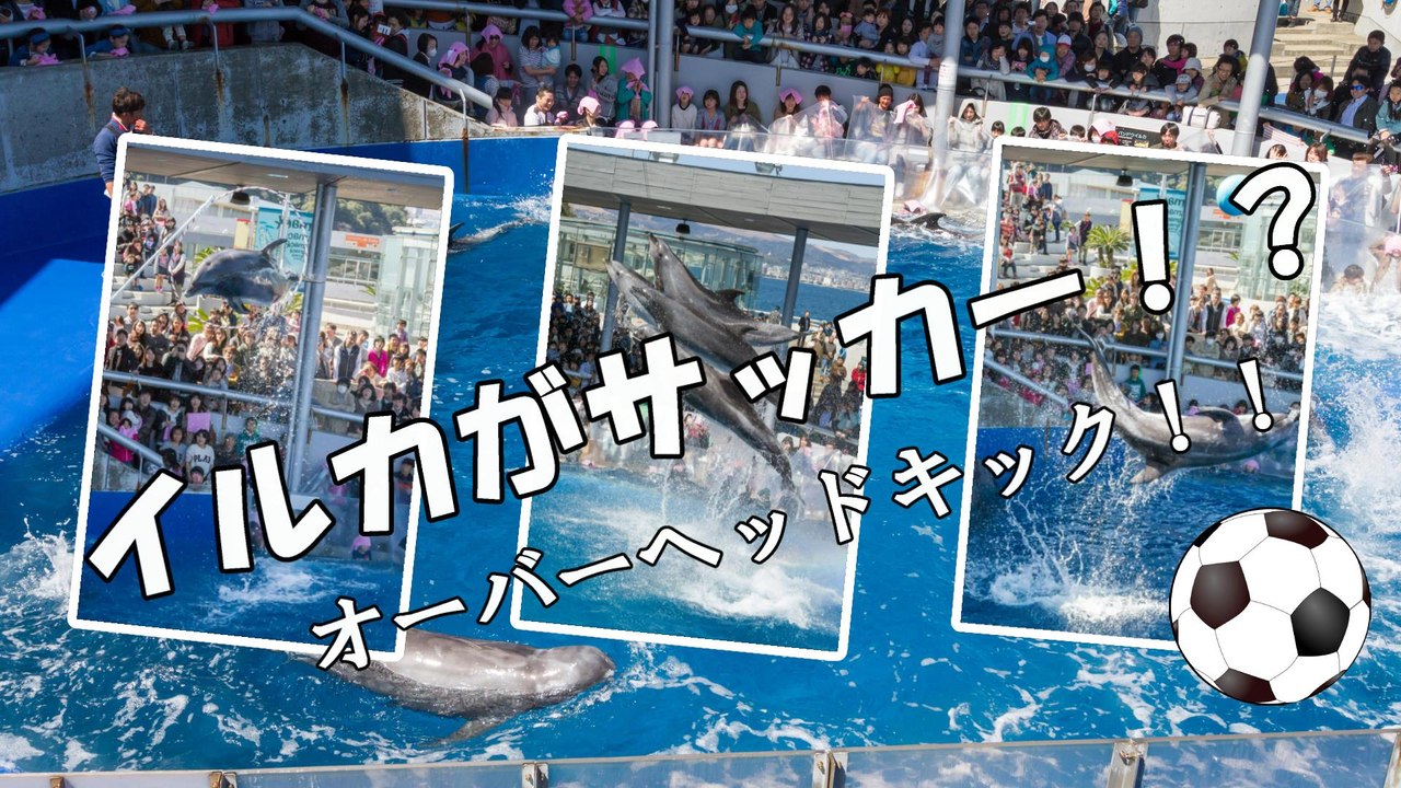 うみたまごのイルカがオーバーヘッドキック！！