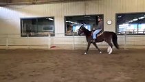 Lesson on gaited horse