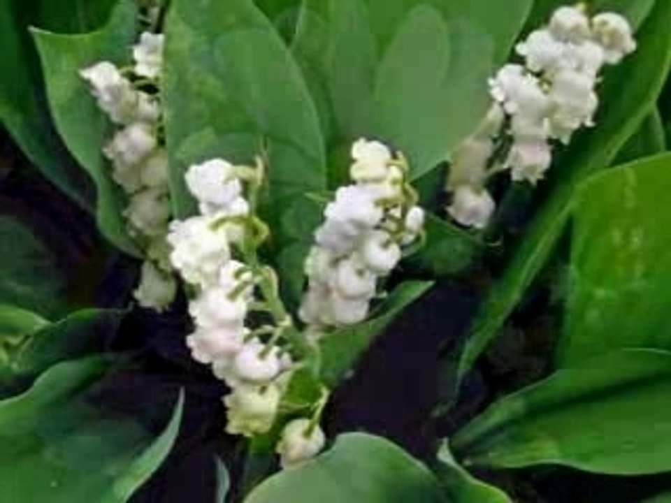 Le pouvoir des fleurs