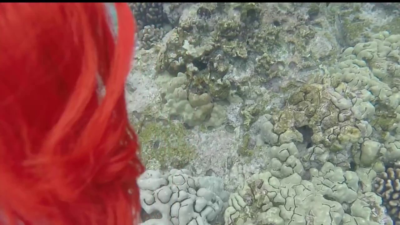 Frozen Elsa & Ariel Mermaid Doll Toys Snorkeling DisneyCarToys Hawaii Barbie Little Mermaid Vacation