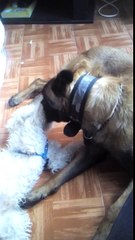 Amores perros