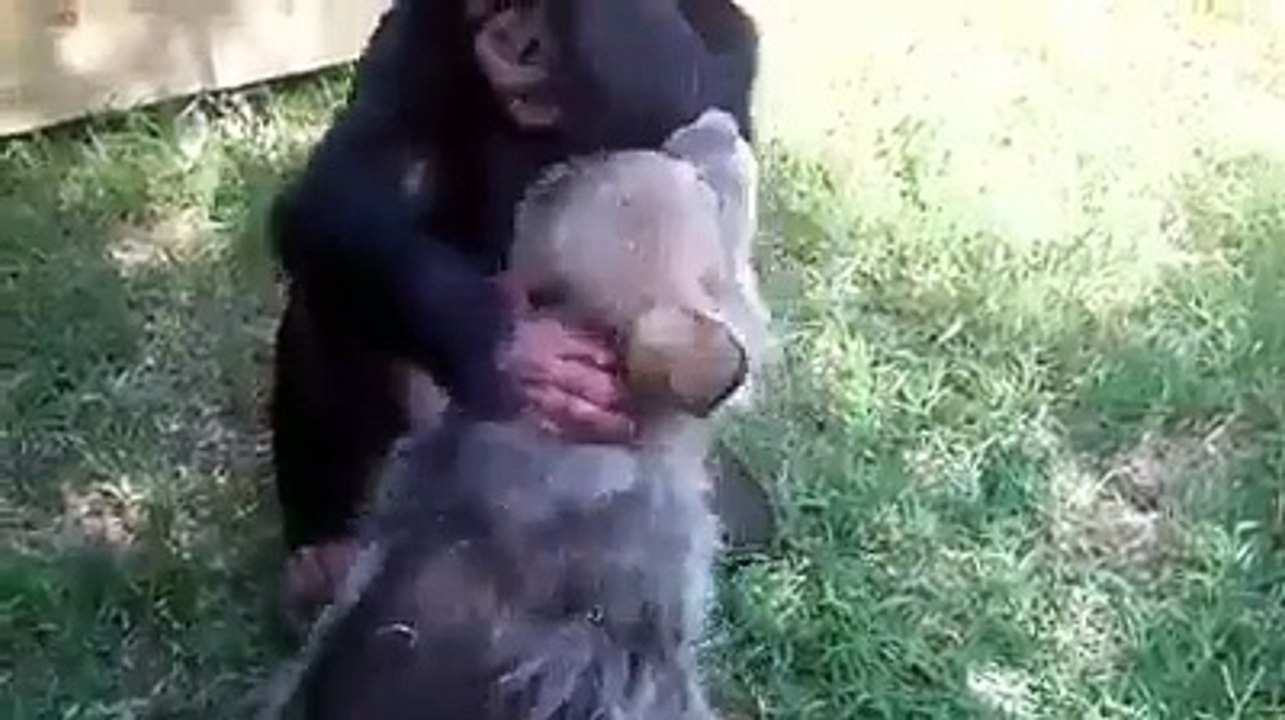 Funny animal|| Imran khan and Nawaz sharif||Love in first sight