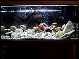 Mon aquarium de cichlidés (sur musique Ibiza Bar Grooves Ambient  lounge)