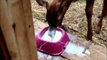 PSS Wildlife Foundation - elk calf drinking milk