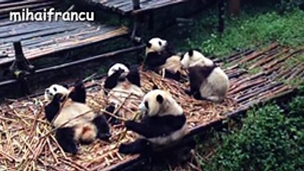 Panda Bear - A Funny Panda And Cute Panda Videos Compilation -- NEW
