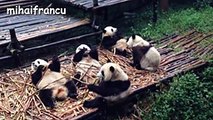 Panda Bear - A Funny Panda And Cute Panda Videos Compilation -- NEW
