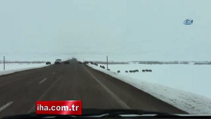 Erzurum'da karayoluna domuz sürüsü çıktı