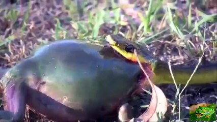 Con Rắn chịu thua trước khả năng tự vệ độc đáo của Con Ếch