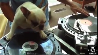 Hài Hước Chú Chó Chơi nhạc Remix DJ Cực Chất