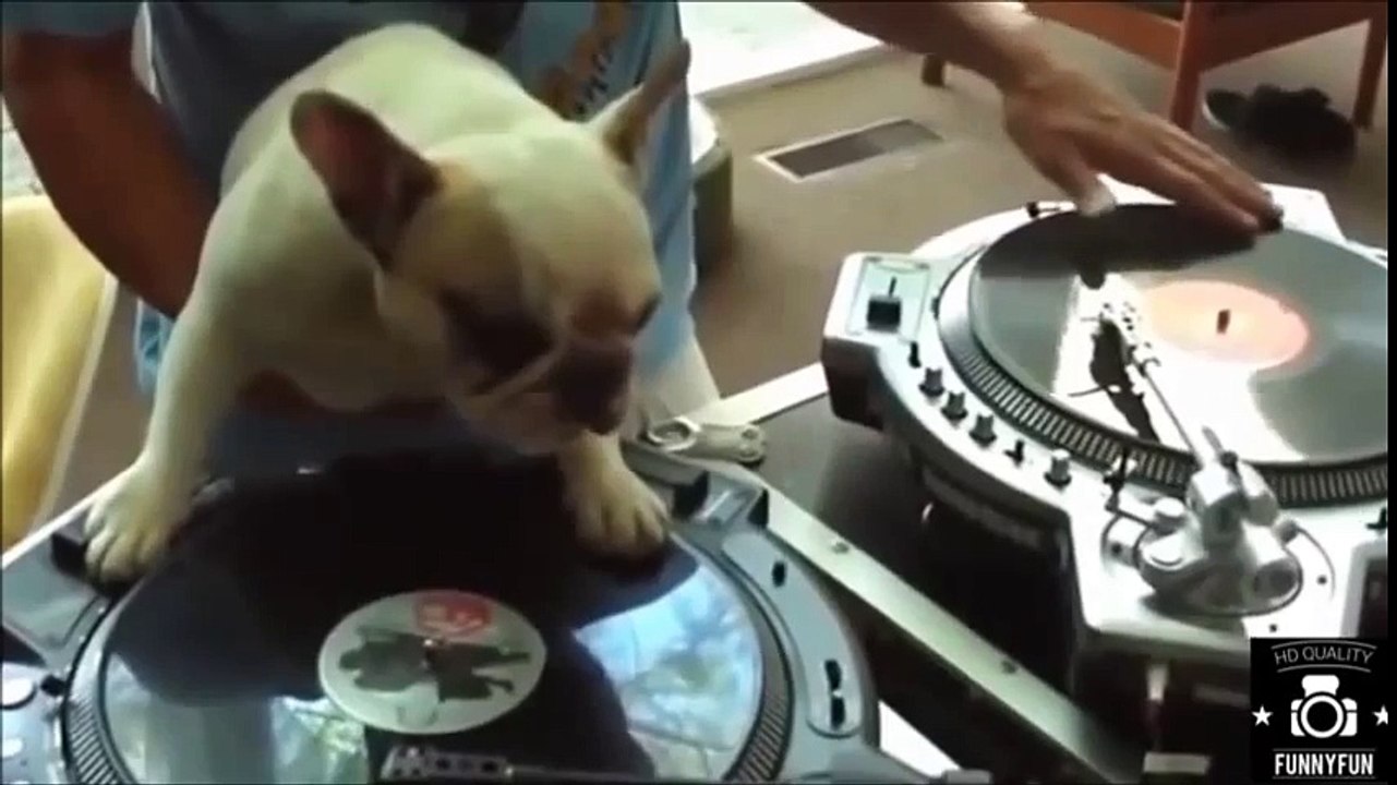 Hài Hước Chú Chó Chơi nhạc Remix DJ Cực Chất