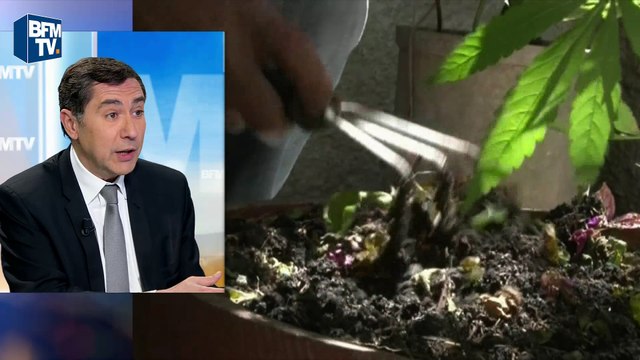 Dépénalisation du cannabis: Neumann parie sur une promesse de référendum de Hollande