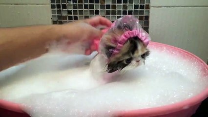 Bathing kitten