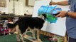 Ce chien peint un paysage tout seul guidé par son maître ! Picasso n'est pas mort - Jumpy dog art !