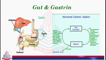 Gut and its Hormones ( Gastrin and Secretin )