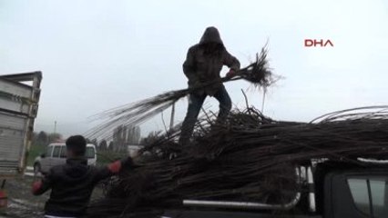 Muş'ta Çiftçilere 42 Bin Meyve Fidanı Dağıtıldı