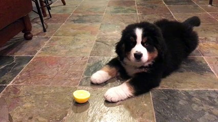 Funny dog - with lemon