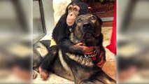 Doggy Day Care: Igor The Dog Adopts Baby Animals