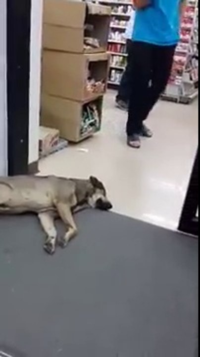 Rien ne pourra réveiller ce chien... même pas une porte qui se referme sur lui