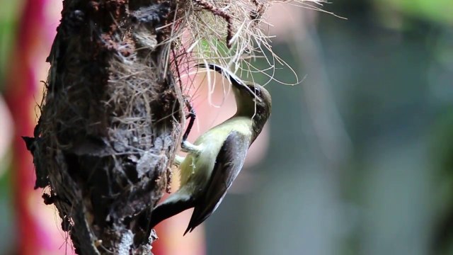 Ce bel oiseau nourrit ses bébés dans le nid