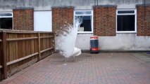 Beautiful White Peacock