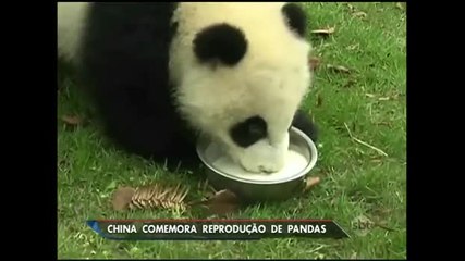 China comemora nascimento de mais de 400 pandas em cativeiro