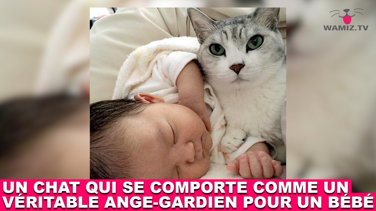 Un chat qui se comporte comme un véritable ange-gardien pour un bébé ! Tout de suite dans la minute chat #187