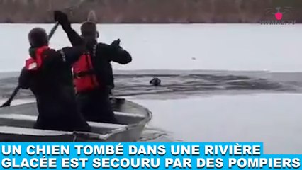 Un chien tombé dans une rivière glacée est secouru par des pompiers ! L'histoire dans la minute chien #186