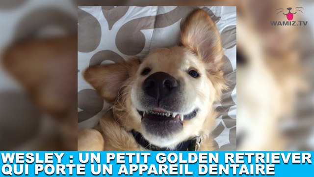 Wesley : un petit golden retriever qui porte un appareil dentaire ! L'histoire dans la minute chien #187