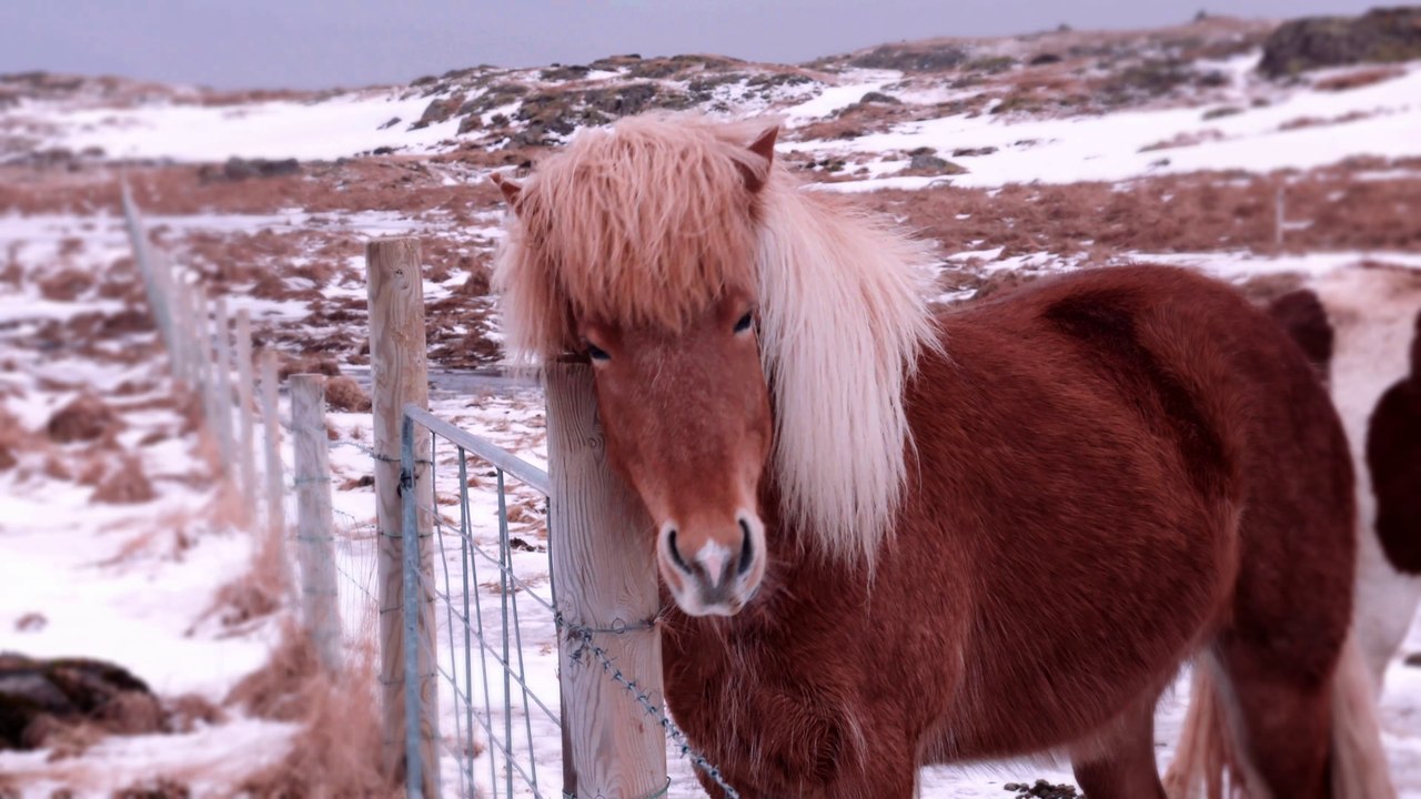 Islandpferde in Südisland und Snæfellsnes
