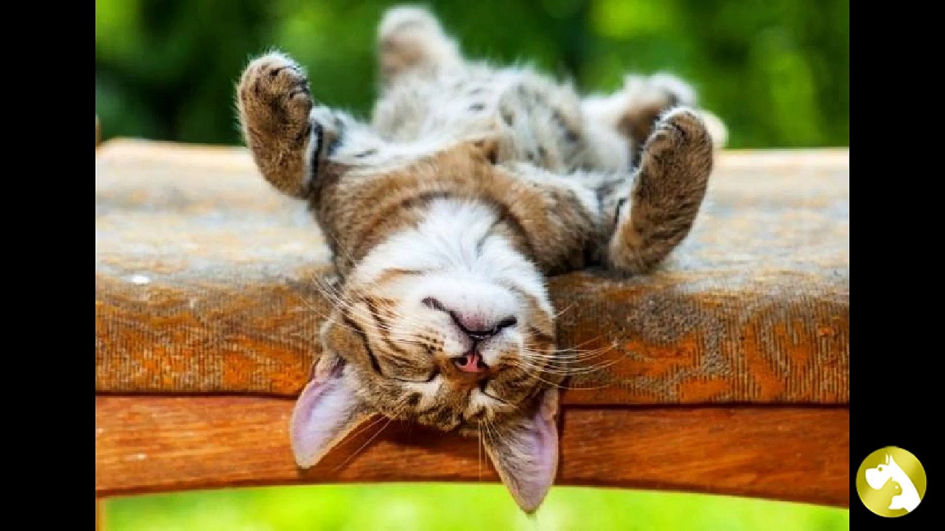 Стрижки для котов