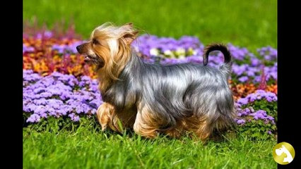 Маленькие собачки: описание пород и иллюстрации