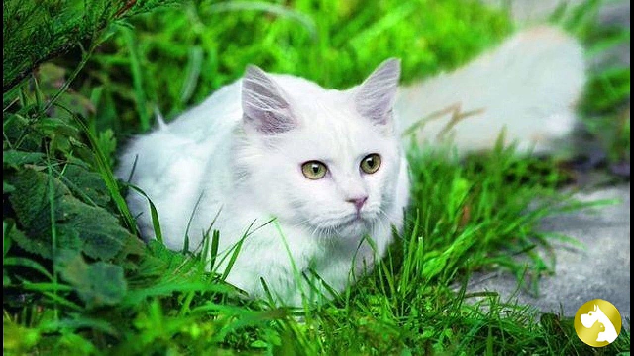 Белая кошка: белоснежная красавица с милым нравом
