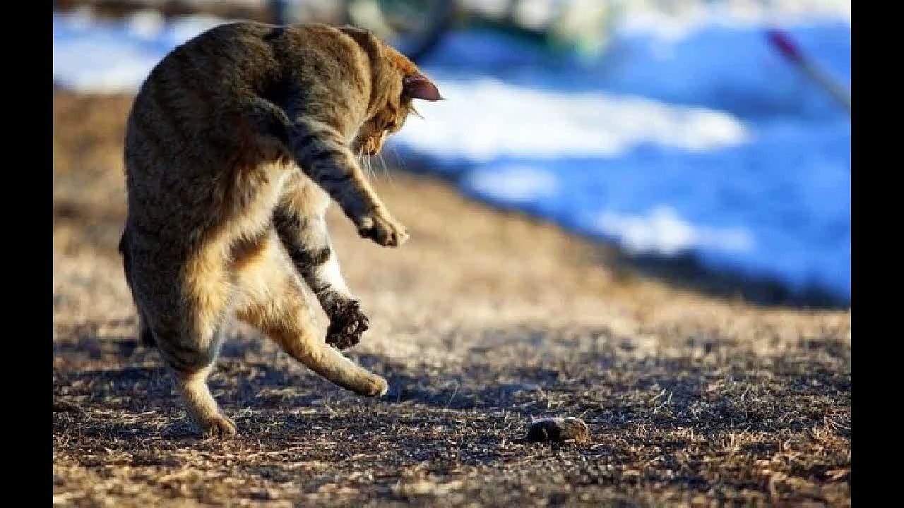 Пикси-боб: кошачий эльф