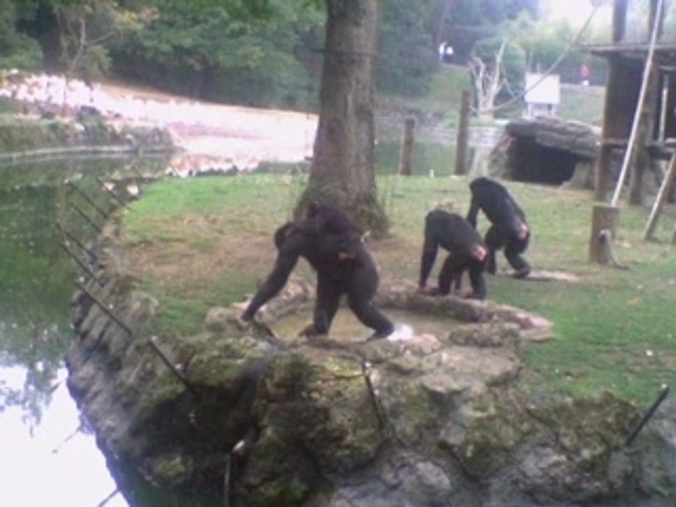 Zoo de la palmyre 17