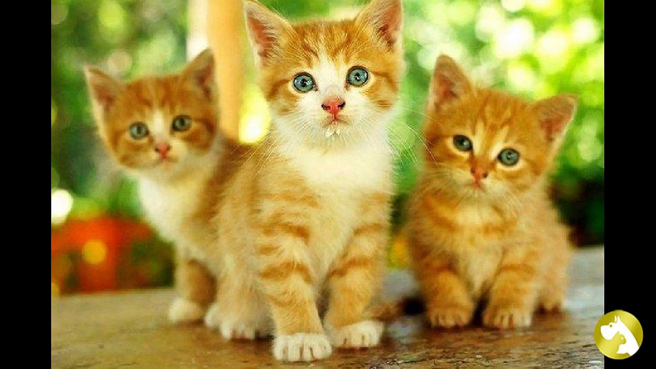 Рыжие коты: лучезарное счастье