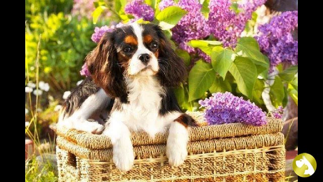 Самые красивые собаки в мире- парад достоинства