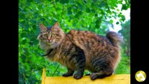 Породы больших кошек: домашние гиганты