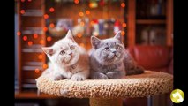 Самая дорогая порода кошек:  «золотые» мяукающие радости