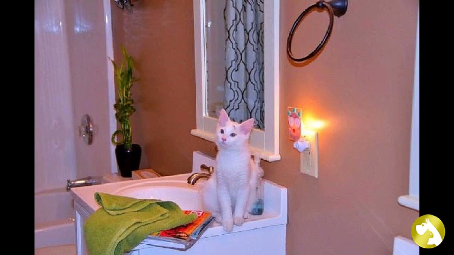 Турецкий ван: великолепный пловец