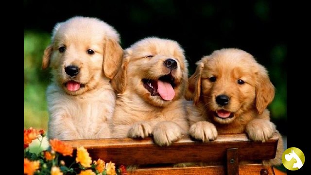 Клички для собак – мальчиков