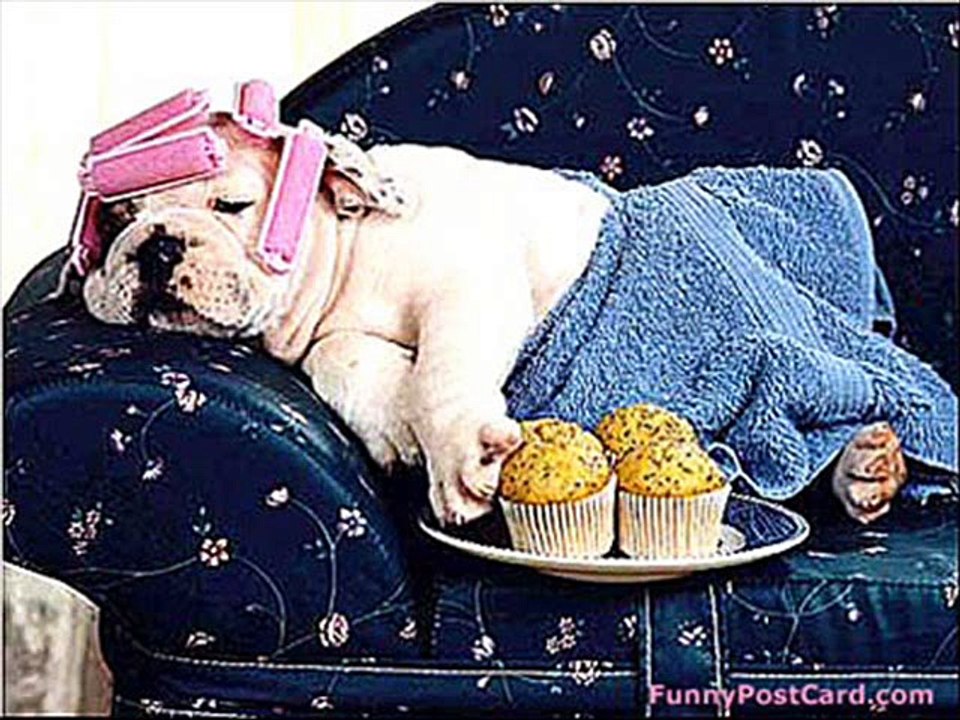 vERY fUNNY dOGS 4