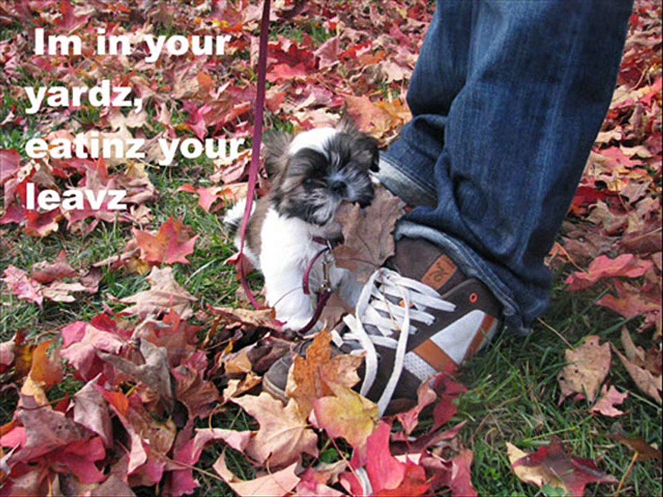 vERY fUNNY dOGS