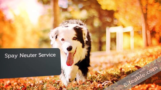 Burlington Veterinary Clinic - Bayview Park Animal Hospital