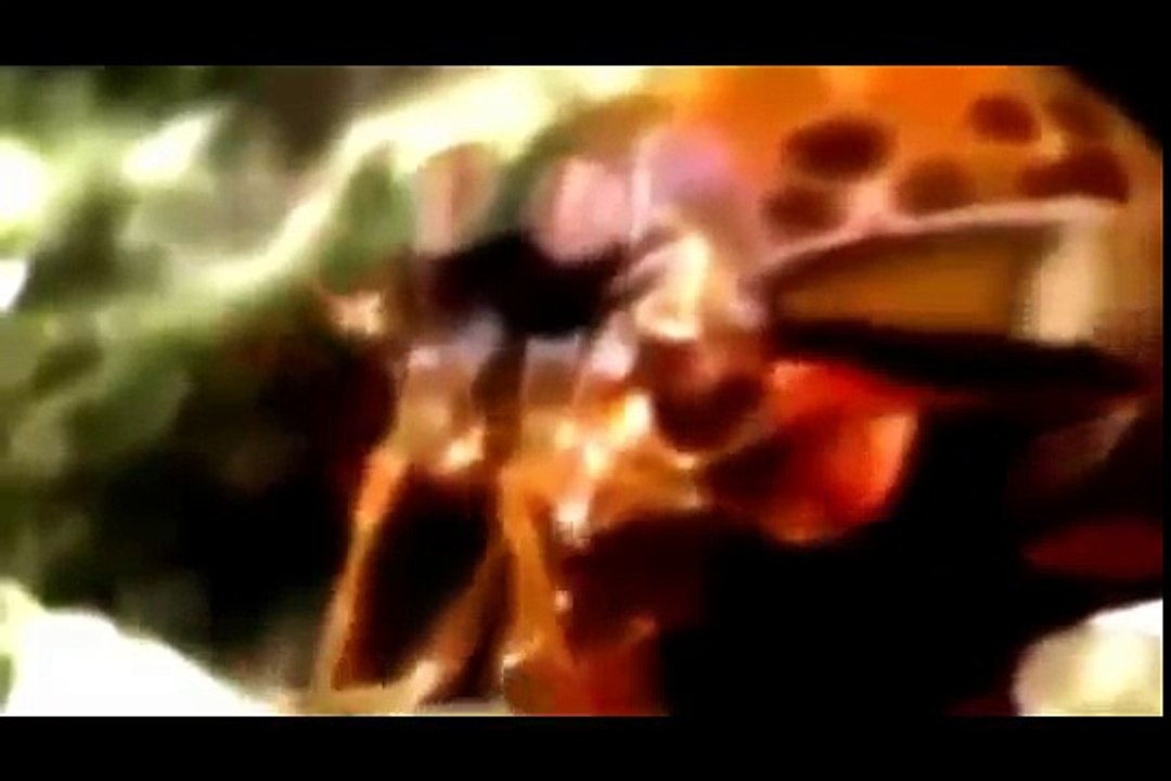 Animal Attack - National Geographic - [ Documentary ]