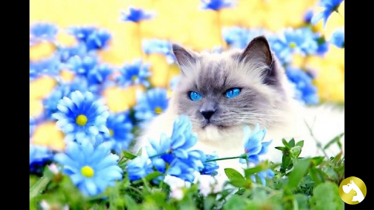 Рэгдолл: гиганты из Америки